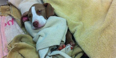 Abandoned Puppy Left For Dead Now Recovering And Enjoying A Bit Of