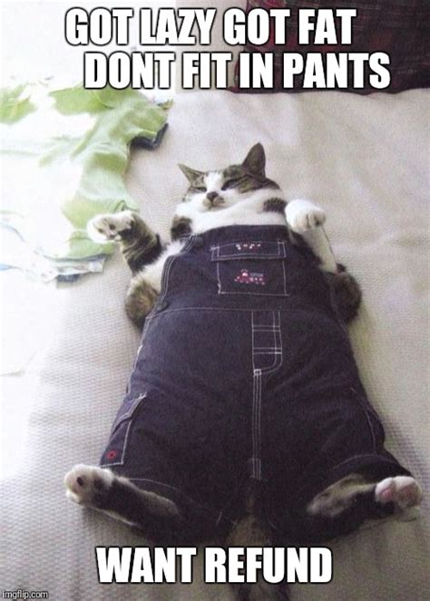 Fat Cat Meme Imgflip