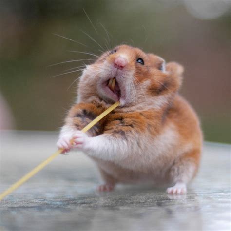 Hamsters Caught Stuffing Their Big Fat Faces
