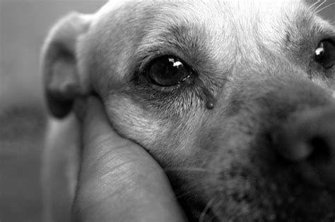 Do Dogs Cry Your Guide To Dog Tears And Emotions