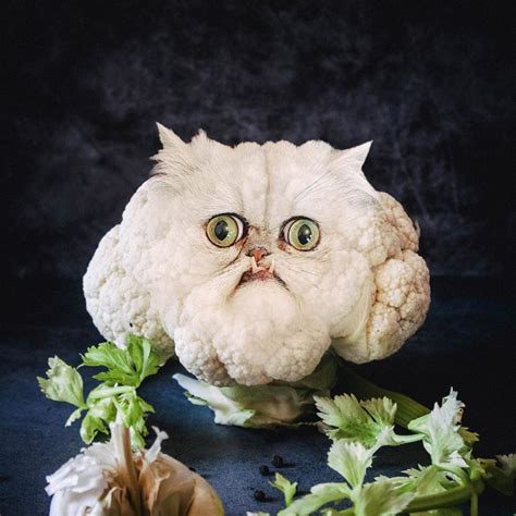 21 Pics Of Cats Seamlessly Photoshopped Into Food