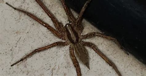 Identify This Spider Imgur