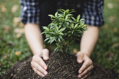 Communities Planting Thousands Of Trees To Boost Nature And Wellbeing