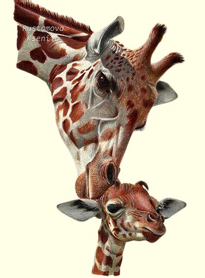 Color Pencil Drawing Giraffes On Behance