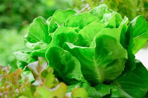 5 Easiest Cold Weather Crops To Grow In The Home Garden Lady Lees Home