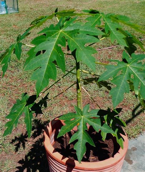 How To Grow Papaya In A Pot Step By Step Process