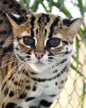 Meskipun namanya macan dahan kalimantan, tapi kucing ini juga banyak ditemui di sumatera. Macam-Macam Artikel: Kucing Hutan