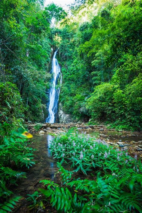 Waterfall In The Tropical Rainforest Landscape Stock Image Image Of