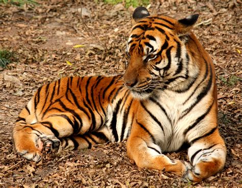 File2012 Suedchinesischer Tiger