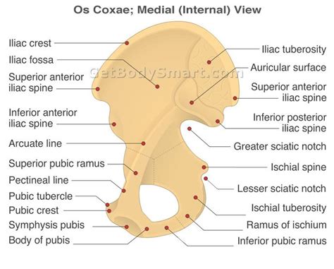 Hip Bone Or Os Coxae Antomy Medial Or Internal View Anatomy And