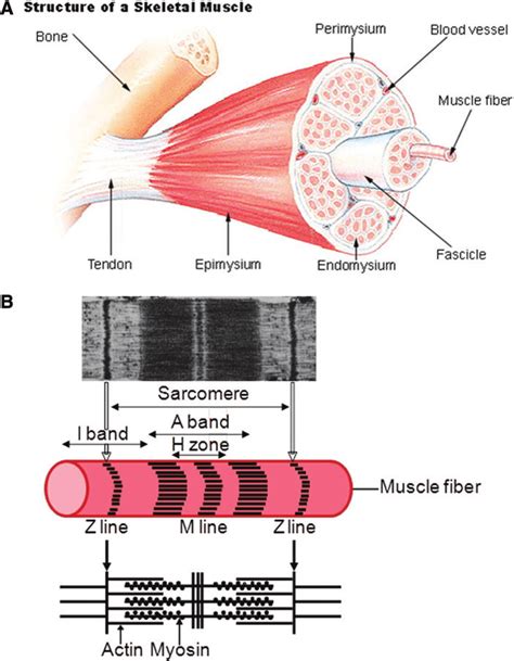 Anatomy Of A Skeletal Muscle And A Sarcomere A From Seer Training On