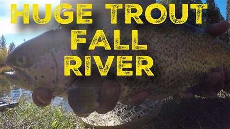 Trophy Trout Fly Fishing Fall River Youtube