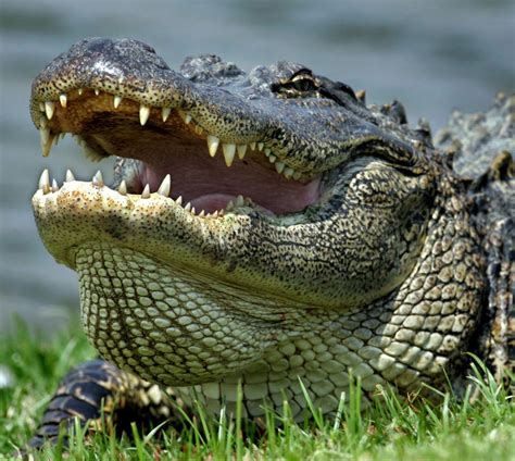 Alabama Alligator Hunting Applications Taken Starting June 4 The