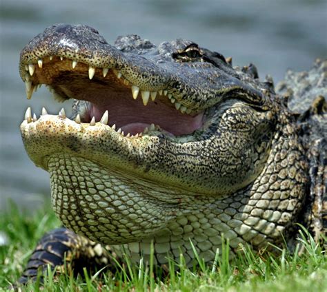 The biggest one weighed 461 pounds. Alabama Alligator Hunting: Applications Taken Starting ...