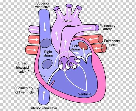 Heart Valve Atrium Anatomy Diagram PNG Clipart Anatomy Aorta Aortic Valve Area Atrium Free