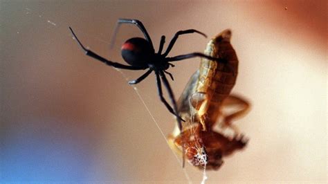 Redback Spider Bites The Facts