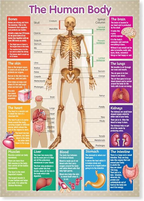A3 Laminated Human Body Skeleton Educational Poster Uk