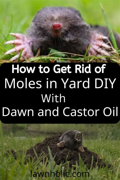 How To Get Rid Of Moles In Yard Diy Lawn Care Schedule Lawn Care Tips