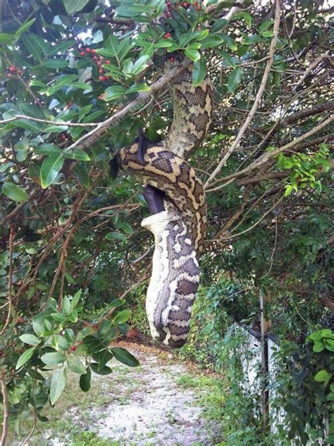 Pernah tengok cara ular sawa makan? 4 Gambar Ular Sawa Gergasi Makan Kelawar Atas Pokok