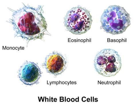 Difference Between Differential And Total White Blood Cell Count