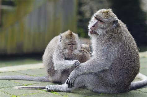 We did not find results for: Exotic Asian Animals. Cute Monkeys Family. Wildlife Bali, Indonesia Stock Photo - Image of funny ...