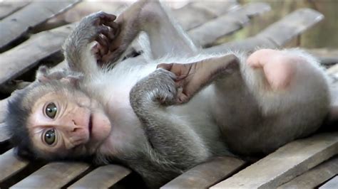 🐒animals Monkeys🐒watch Monkey Sleeping And Playing Today So Happy Youtube