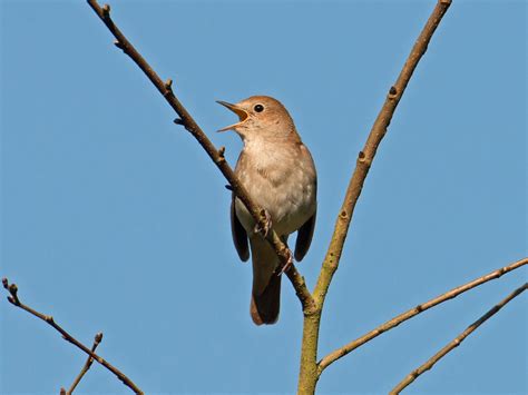 Nightingales Prove It The Older The Better The Independent The