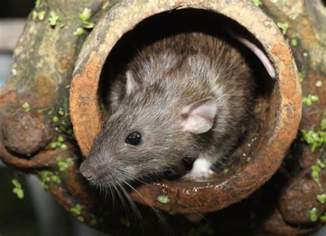 Intestinal Parasites In Rats Petmd