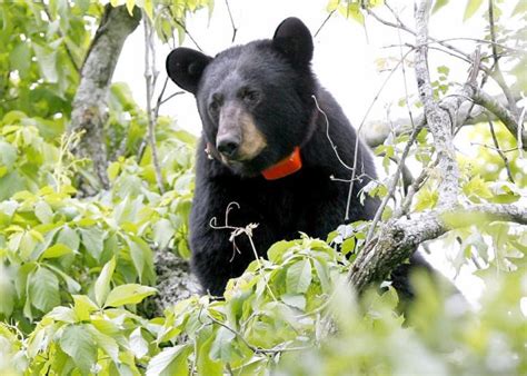 Recovery Of Louisiana Black Bear Louisiana Lagniappe