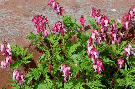 14 Spring Blooming Native Plants For New England Gardens