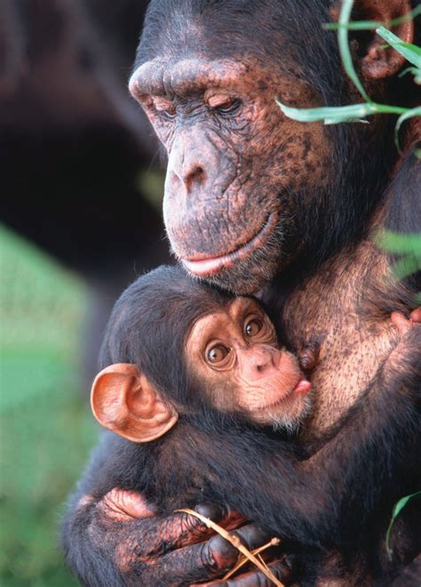 Save The Chimps Uk Everything You Need To Know