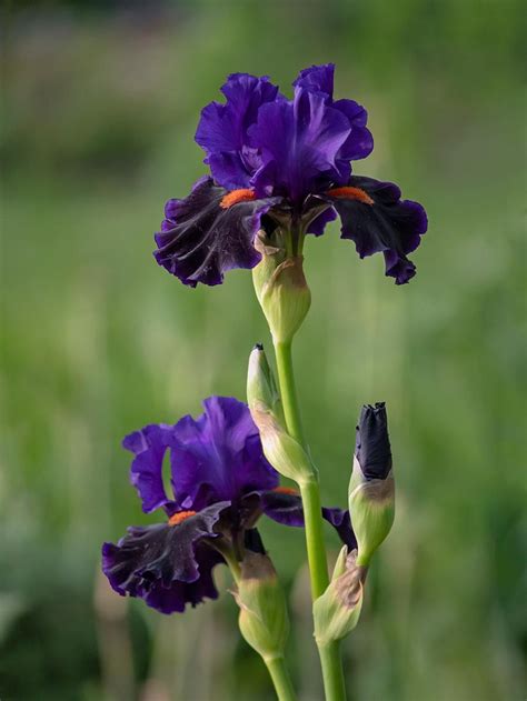 Irises Plant Care And Collection Of Varieties In 2020