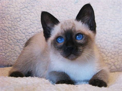 Siamese Cat Breeders List 26 Best Practices For Design