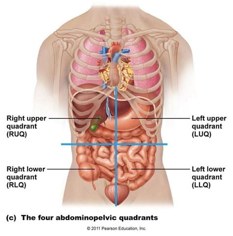 Most relevant best selling latest uploads. Abdominal Quadrants | Human body organs, Human body ...