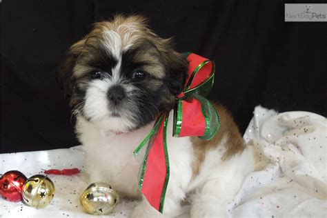 Over 4 weeks ago on advertigo. Shih Tzu puppy for sale near Southeast Missouri, Missouri ...