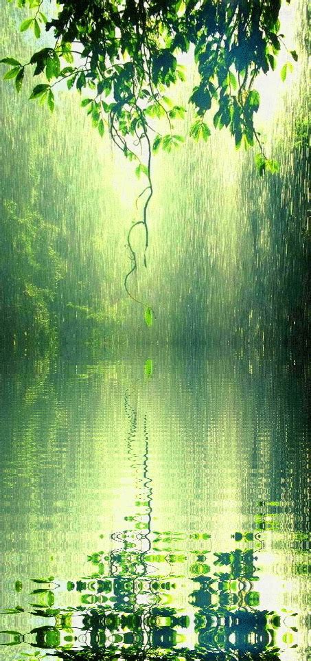 Soft Summer Rain In The Forest Water Reflection Photography Rain