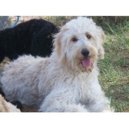 All puppies from this litter have been adopted. Arizona Doodles, Goldendoodle Breeder in Queen Creek, Arizona