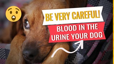🐶blood In The Dogs Urine ¿what Does It Mean Youtube