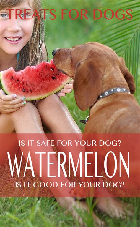 Can Dogs Eat Watermelon Is Watermelon Good For Your Lab