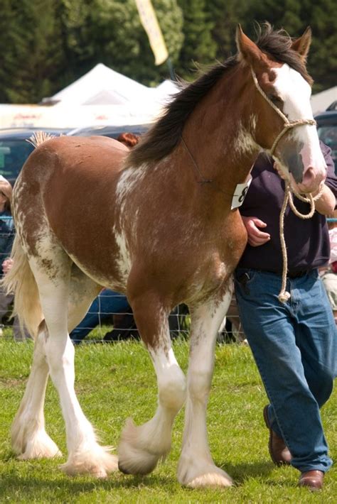 Shire Horse Vs Clydesdale The Difference The Horses Guide