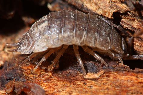 Pill Bugs And Woodlice North American Insects And Spiders