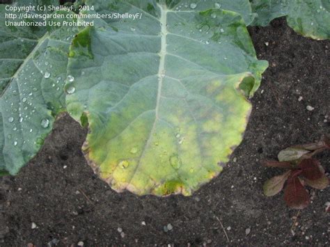 Beginner Gardening Broccoli Leaves Turning Yellowbrown On Edges 2 By