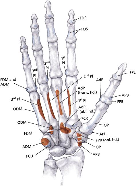 Anatomy And Function Of The Thenar Muscles Hand Clinics