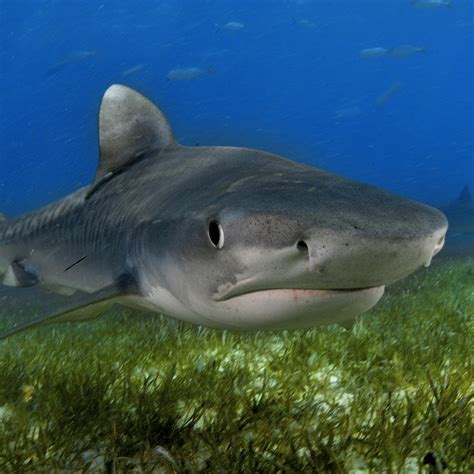 Tiger Shark National Geographic
