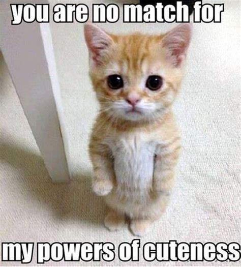 Cuteness Overload Funny Animal Pictures Funny