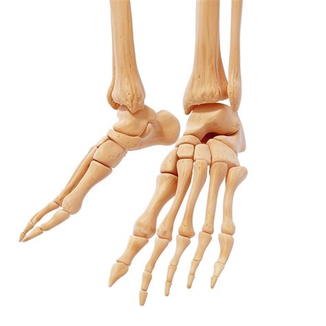 Human Foot Bones Photograph By Pixologicstudioscience Photo Library