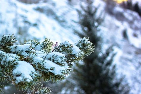 Invierno Nieve Pino árbol Leann Abeto Naturaleza árbol Conífero