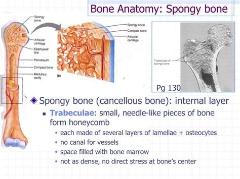 Labeled Spongy Bone Anatomy