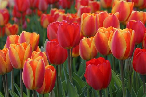 Like daffodils, tulips are an iconic flowering spring bulb, filling gardens with color well before most other flowering plants have gained momentum. The Most Colorful Tulips for Your Spring Garden - Longfield Gardens