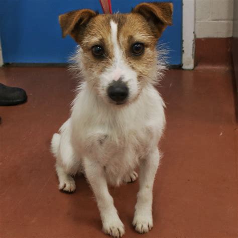Jag 874120 Small Female Jack Russell Terrier Dog In Vic Petrescue